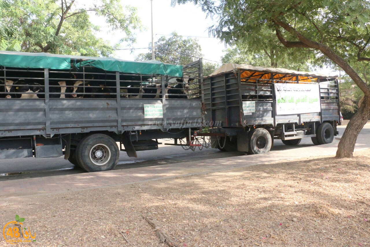 jam3iya yaffa ada73u (2).jpg